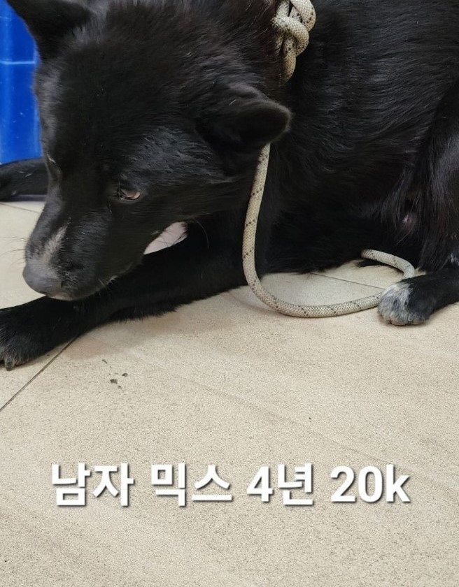 믹스견 이미지 파일 입니다.